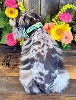Banks, a male Miniature Schnauzer for sale in Bristol, VA – 3 of 10