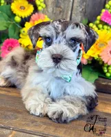 Banks, a male Miniature Schnauzer for sale in Bristol, VA – 8 of 10