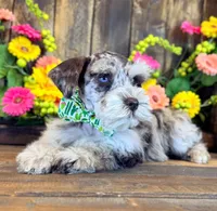 Banks, a male Miniature Schnauzer for sale in Bristol, VA – 10 of 10