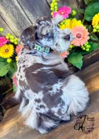 Banks, a male Miniature Schnauzer for sale in Bristol, VA – 2 of 10
