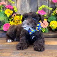 Bud, a male Miniature Schnauzer for sale in Bristol, VA – 10 of 10