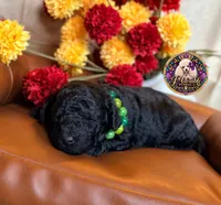 Blueberry , a male Poodle - Toy  and Poodle - Miniature  for sale in Bristol, VA – 6 of 10