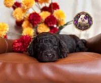 Pecan, a male Poodle - Toy  and Poodle - Miniature  for sale in Bristol, VA – 6 of 10