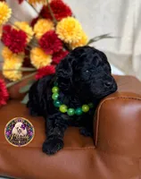 Hershey, a male Poodle - Toy  and Poodle - Miniature  for sale in Bristol, VA – 4 of 10