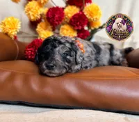 Apple, a female Poodle - Toy  and Poodle - Miniature  for sale in Bristol, VA – 10 of 10