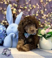 Aspen, a male Poodle - Standard  for sale in Bristol, VA – Photo 8 of 10