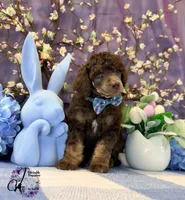 Aspen, a male Poodle - Standard  for sale in Bristol, VA – Photo 7 of 10