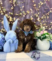 Aspen, a male Poodle - Standard  for sale in Bristol, VA – Photo 6 of 10