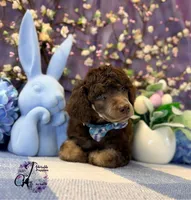 Aspen, a male Poodle - Standard  for sale in Bristol, VA – Photo 5 of 10