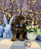 Aspen, a male Poodle - Standard  for sale in Bristol, VA – Photo 3 of 10