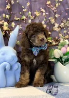 Aspen, a male Poodle - Standard  for sale in Bristol, VA – Photo 1 of 10