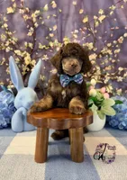 Aspen, a male Poodle - Standard  for sale in Bristol, VA – Photo 2 of 10