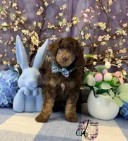 Aspen, a male Poodle - Standard  for sale in Bristol, VA – Photo 9 of 10