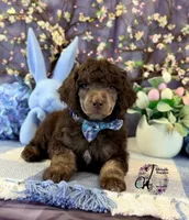 Aspen, a male Poodle - Standard  for sale in Bristol, VA – Photo 4 of 10