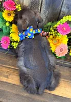 Bud, a male Miniature Schnauzer for sale in Bristol, VA – 6 of 10