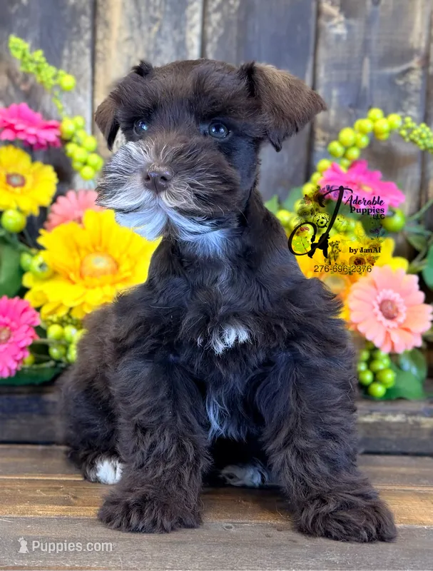 Bud – Miniature Schnauzer puppy for sale in Bristol, VA