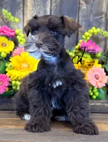 Bud, a male Miniature Schnauzer for sale in Bristol, VA – 1 of 10