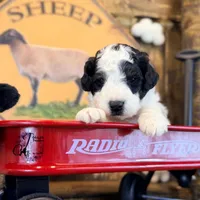 Shepherd , a male Bordoodle for sale in Bristol, VA – Photo 8 of 10