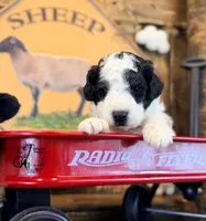 Shepherd , a male Bordoodle for sale in Bristol, VA – Photo 8 of 10