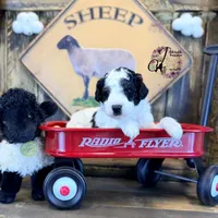 Shepherd , a male Bordoodle for sale in Bristol, VA – Photo 9 of 10