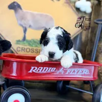 Shepherd , a male Bordoodle for sale in Bristol, VA – Photo 3 of 10