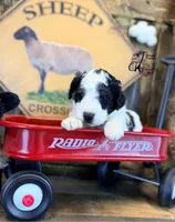 Shepherd , a male Bordoodle for sale in Bristol, VA – Photo 3 of 10