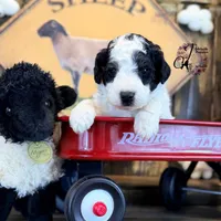 Shepherd , a male Bordoodle for sale in Bristol, VA – Photo 7 of 10