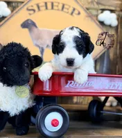 Shepherd , a male Bordoodle for sale in Bristol, VA – Photo 7 of 10