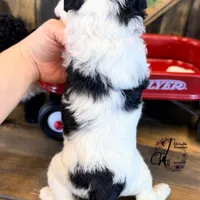 Shepherd , a male Bordoodle for sale in Bristol, VA – Photo 5 of 10