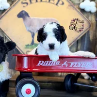 Shepherd , a male Bordoodle for sale in Bristol, VA – Photo 1 of 10