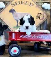 Shepherd , a male Bordoodle for sale in Bristol, VA – Photo 1 of 10