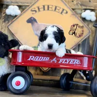 Shepherd , a male Bordoodle for sale in Bristol, VA – Photo 10 of 10