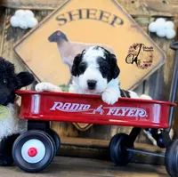 Shepherd , a male Bordoodle for sale in Bristol, VA – Photo 10 of 10