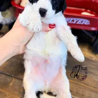 Shepherd , a male Bordoodle for sale in Bristol, VA – Photo 4 of 10
