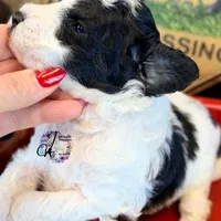 Shepherd , a male Bordoodle for sale in Bristol, VA – Photo 6 of 10