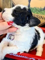 Shepherd , a male Bordoodle for sale in Bristol, VA – Photo 6 of 10