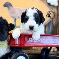 Shepherd , a male Bordoodle for sale in Bristol, VA – Photo 2 of 10