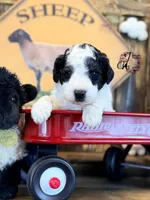 Shepherd , a male Bordoodle for sale in Bristol, VA – Photo 2 of 10