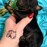 Rhinestone Rebel, a female Poodle - Miniature  for sale in Bristol, VA – Photo 2 of 10