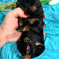 Rhinestone Rebel, a female Poodle - Miniature  for sale in Bristol, VA – Photo 3 of 10