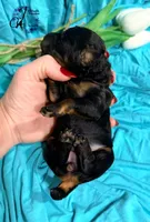 Rhinestone Rebel, a female Poodle - Miniature  for sale in Bristol, VA – Photo 3 of 10