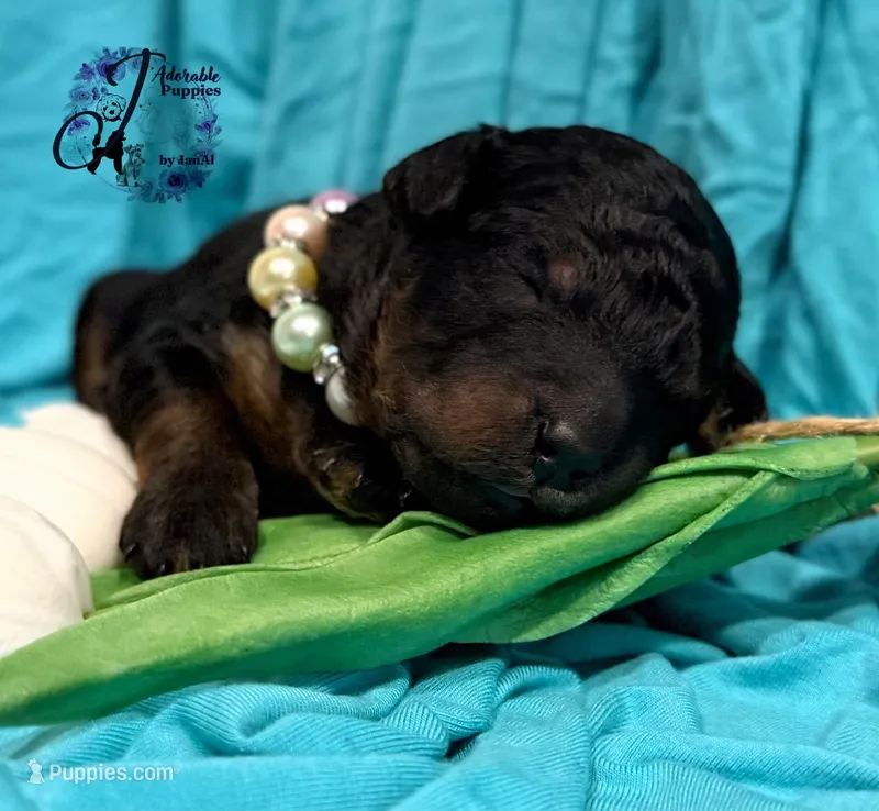 Rhinestone Rebel, a female Poodle - Miniature  for sale in Bristol, VA – Photo 1 of 10