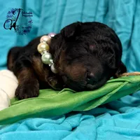 Rhinestone Rebel, a female Poodle - Miniature  for sale in Bristol, VA – Photo 1 of 10