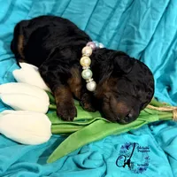 Rhinestone Rebel, a female Poodle - Miniature  for sale in Bristol, VA – Photo 4 of 10