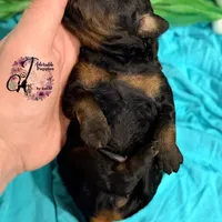 Rhinestone Rebel, a female Poodle - Miniature  for sale in Bristol, VA – Photo 6 of 10