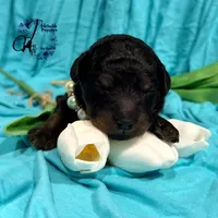 Rhinestone Rebel, a female Poodle - Miniature  for sale in Bristol, VA – Photo 8 of 10