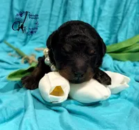 Rhinestone Rebel, a female Poodle - Miniature  for sale in Bristol, VA – Photo 8 of 10