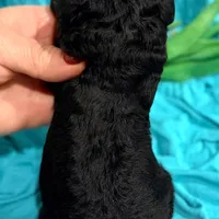 Rhinestone Rebel, a female Poodle - Miniature  for sale in Bristol, VA – Photo 5 of 10