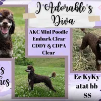 Rhinestone Rebel, a female Poodle - Miniature  for sale in Bristol, VA – Photo 10 of 10