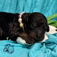 Rhinestone Rebel, a female Poodle - Miniature  for sale in Bristol, VA – Photo 7 of 10